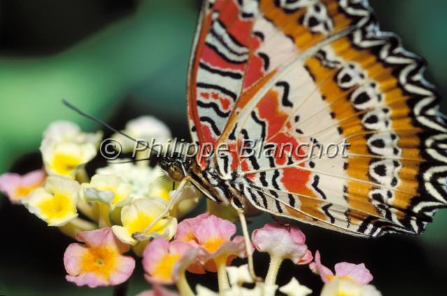 cethosia biblis.JPG - Cethosia biblis sur lantanierLepidopteraNymphalidae, HeliconiinaeSerre à papillons, France